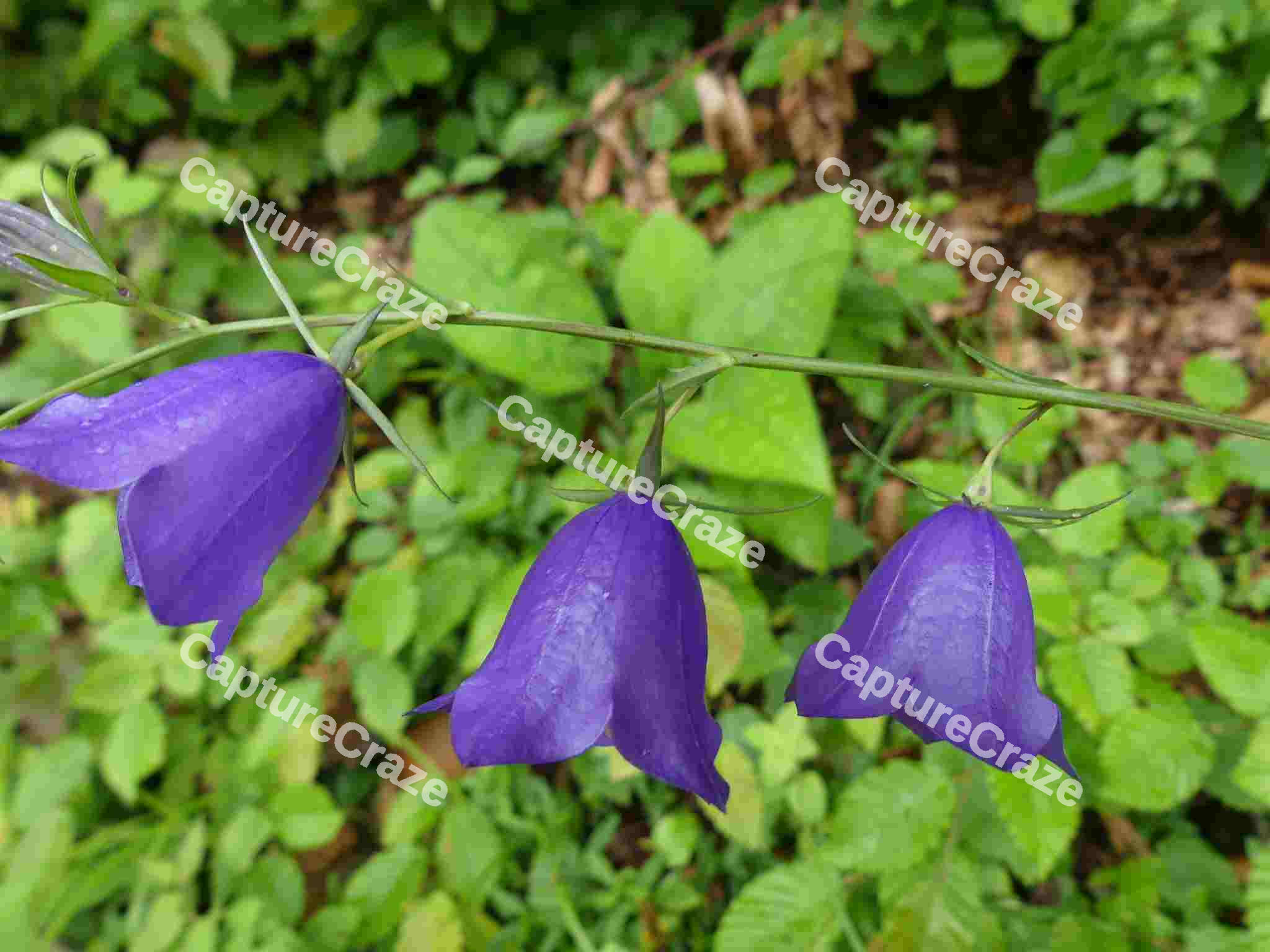 Harebell Flowers